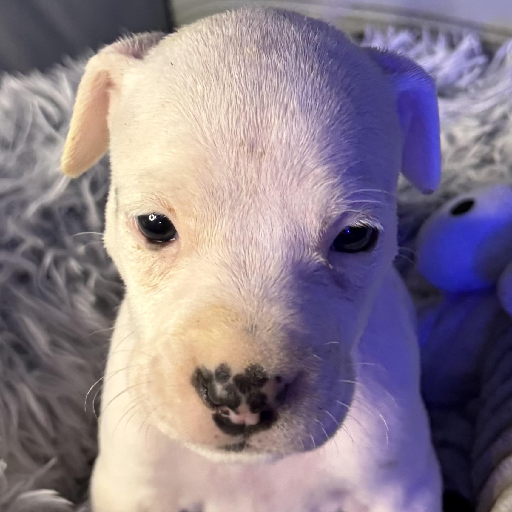 Evangeline — thumbnail 5