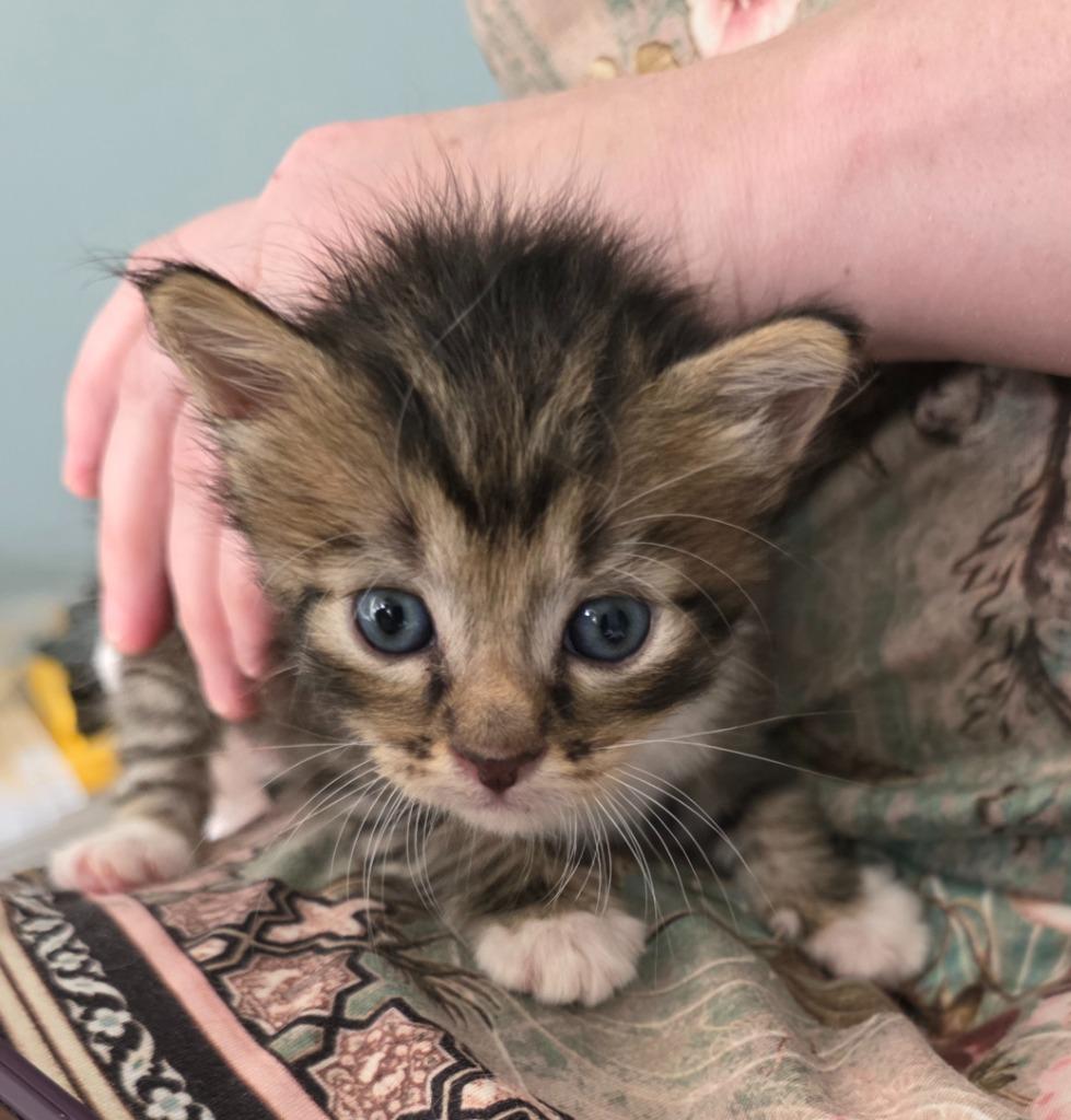 Gideon, Adoptable, Kitten Male Domestic Short Hair.