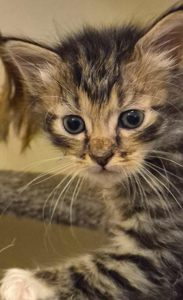 Enlarge Gideon, a Adoptable mixed breed in Buford, GA image 3/6