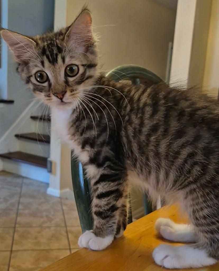 Enlarge Gideon, a Adoptable mixed breed in Buford, GA image 5/6