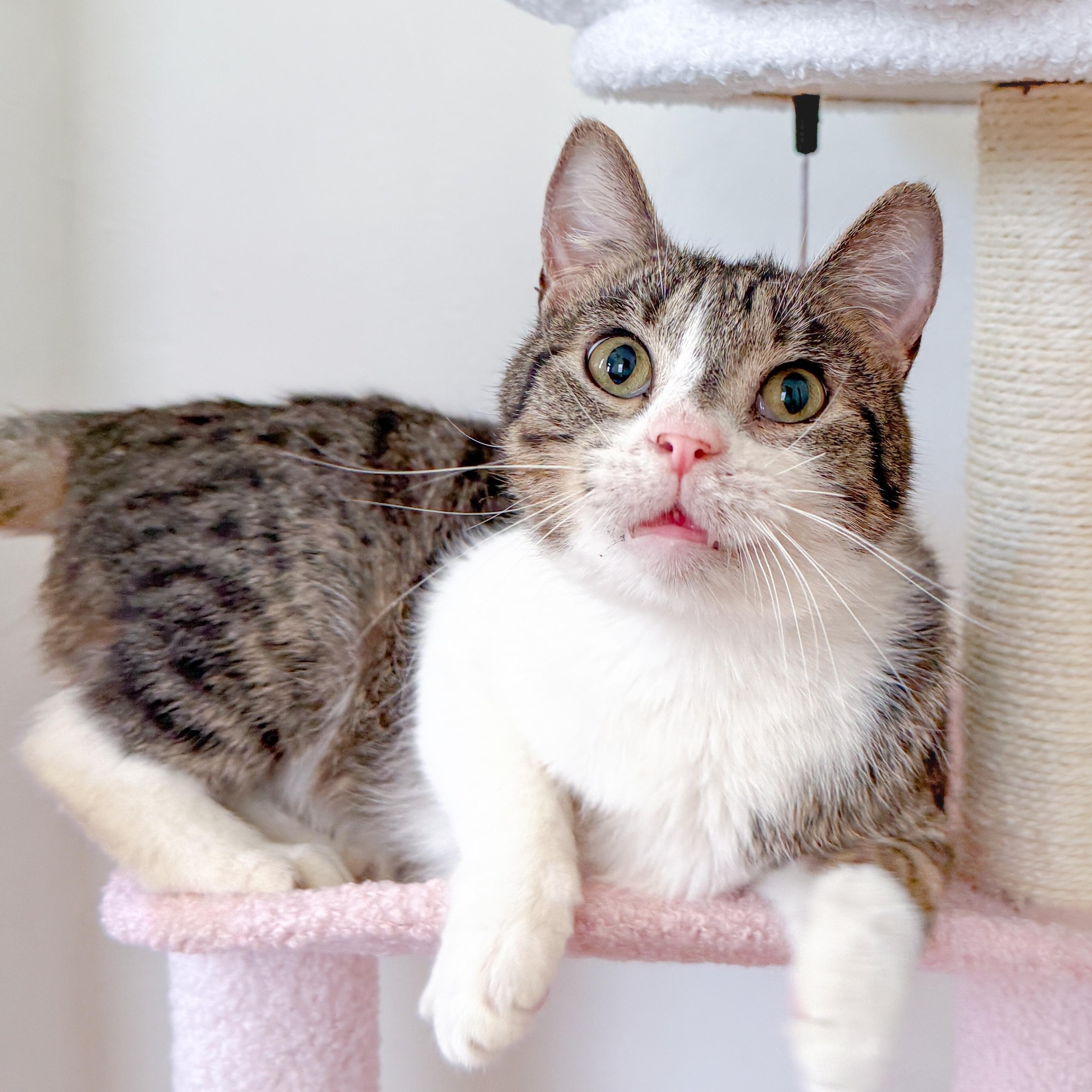 Enlarge Petey, an adopted Tabby in New Orleans, LA image 1/1