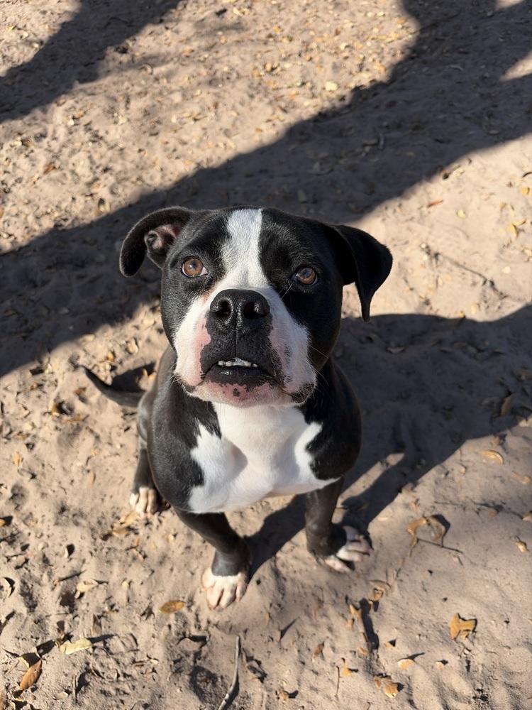 Garrett (Pudge), a Adoptable mixed breed in Orlando, FL image 1/4