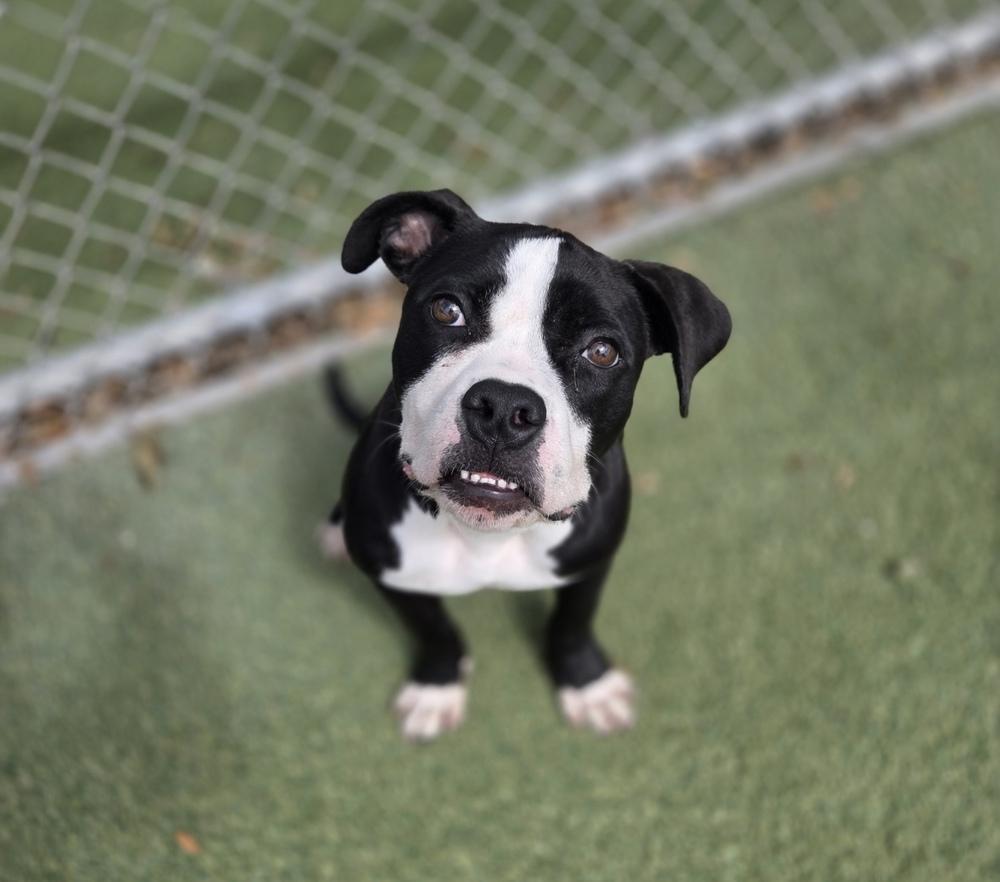 Garrett, a Adoptable mixed breed in Orlando, FL image 1/5