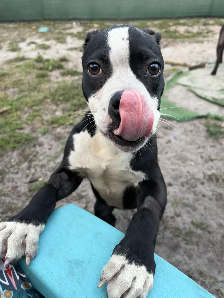 Garrett, a Adoptable mixed breed in Orlando, FL image 2/5