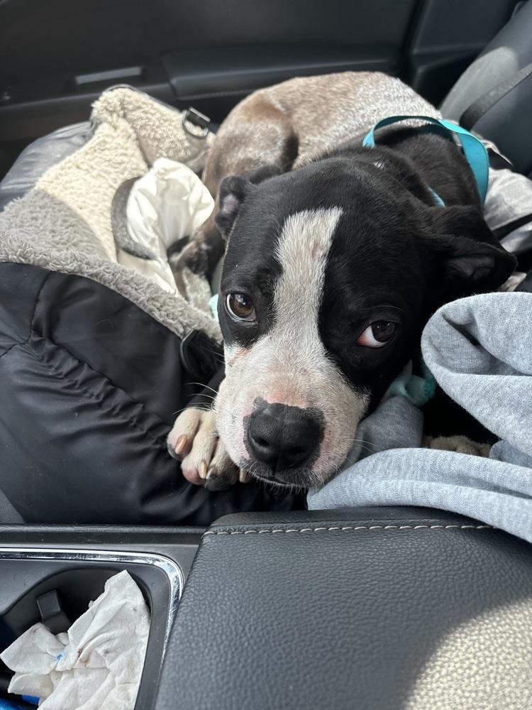 Garrett, a Adoptable mixed breed in Orlando, FL image 3/5