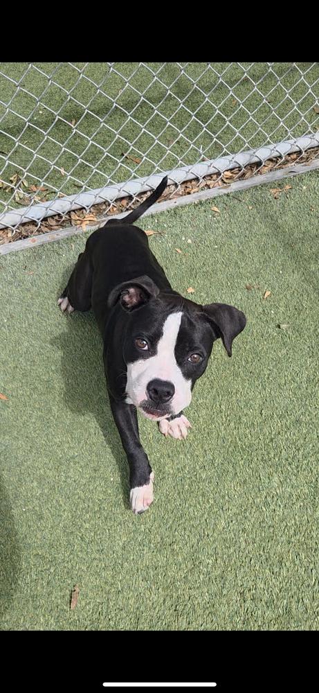 Garrett, a Adoptable mixed breed in Orlando, FL image 4/5