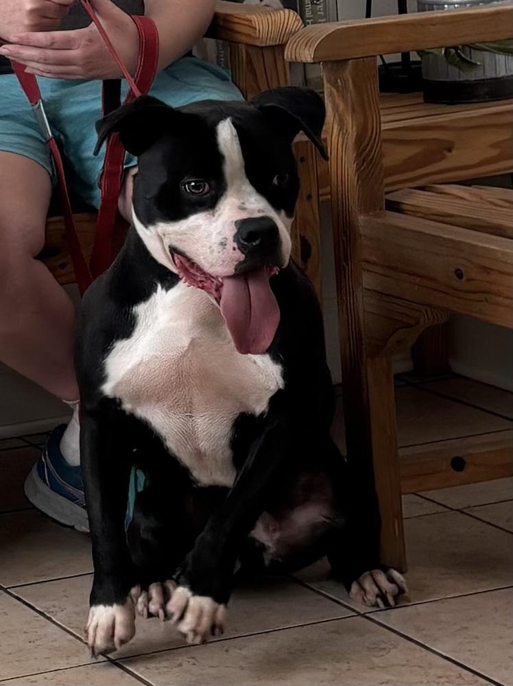 Enlarge Garrett (Pudge), a Adoptable mixed breed in Orlando, FL image 3/5