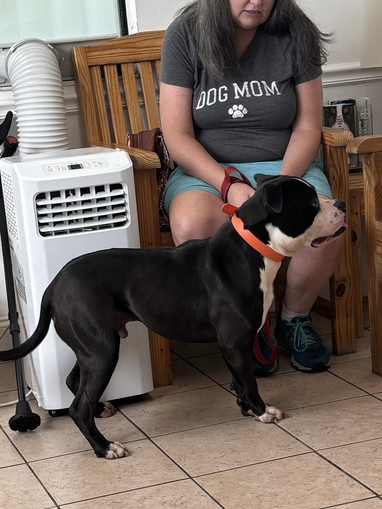 Enlarge Garrett (Pudge), a Adoptable mixed breed in Orlando, FL image 4/5