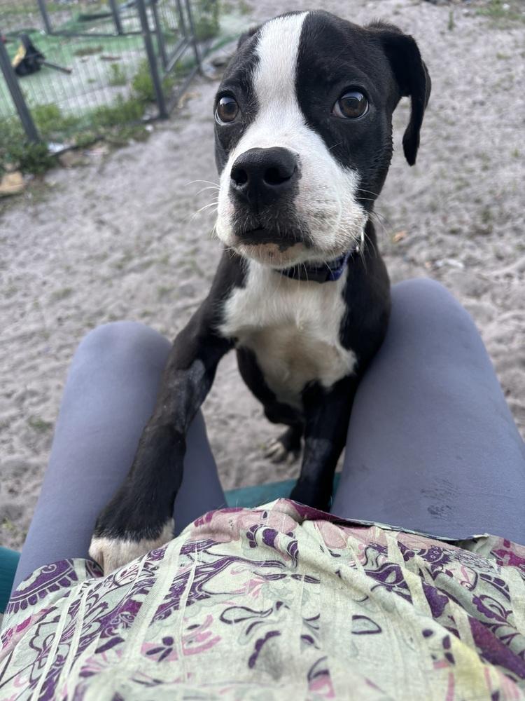 Garrett, a Adoptable mixed breed in Orlando, FL image 5/5