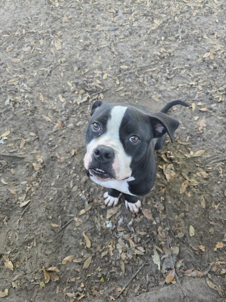 Enlarge Garrett (Pudge), a Adoptable mixed breed in Orlando, FL image 5/5