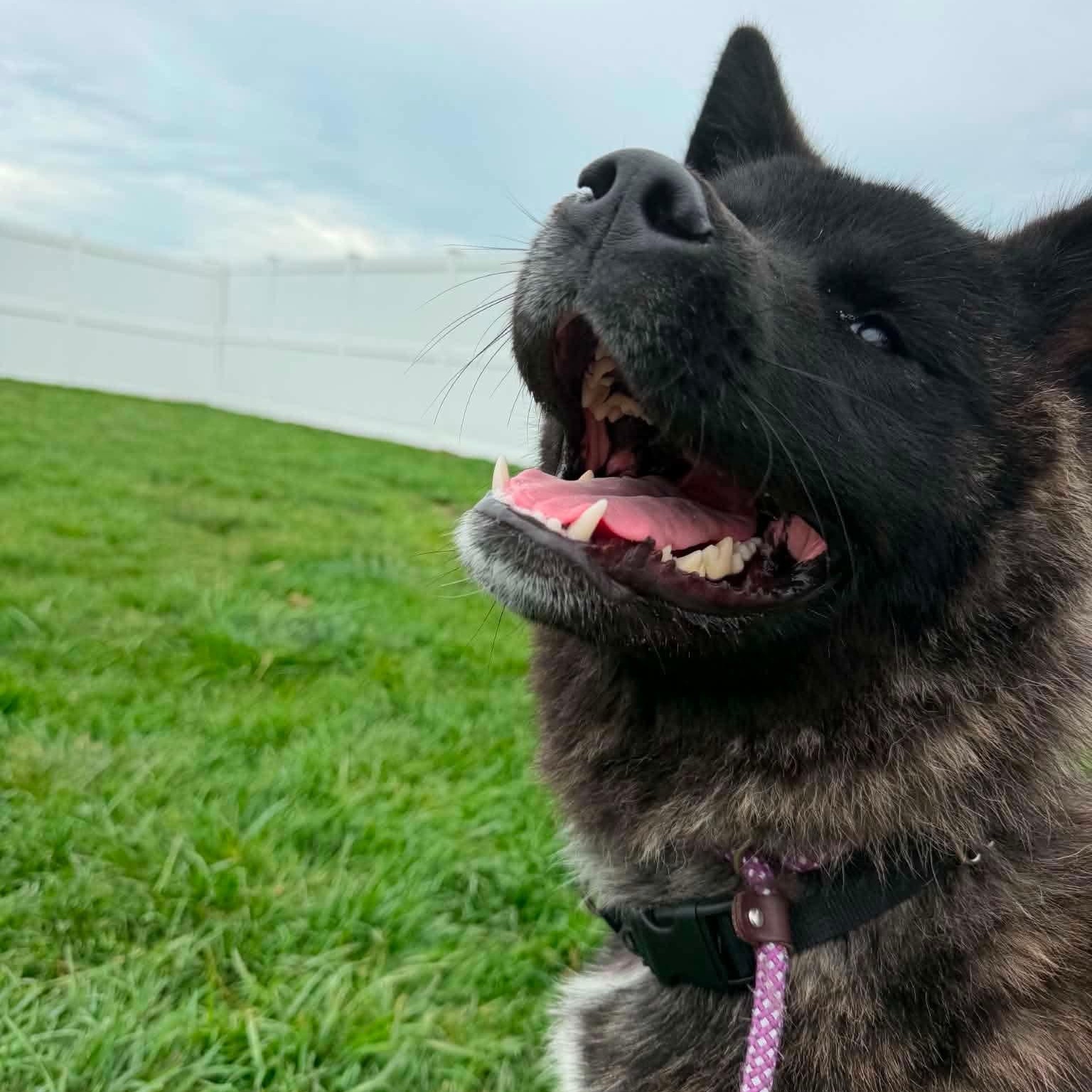 Enlarge Koby, an adoptable Akita in Minooka, IL image 1/2