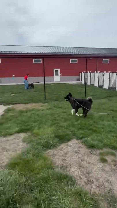 Enlarge Koby, an adoptable Akita in Minooka, IL video 2/2