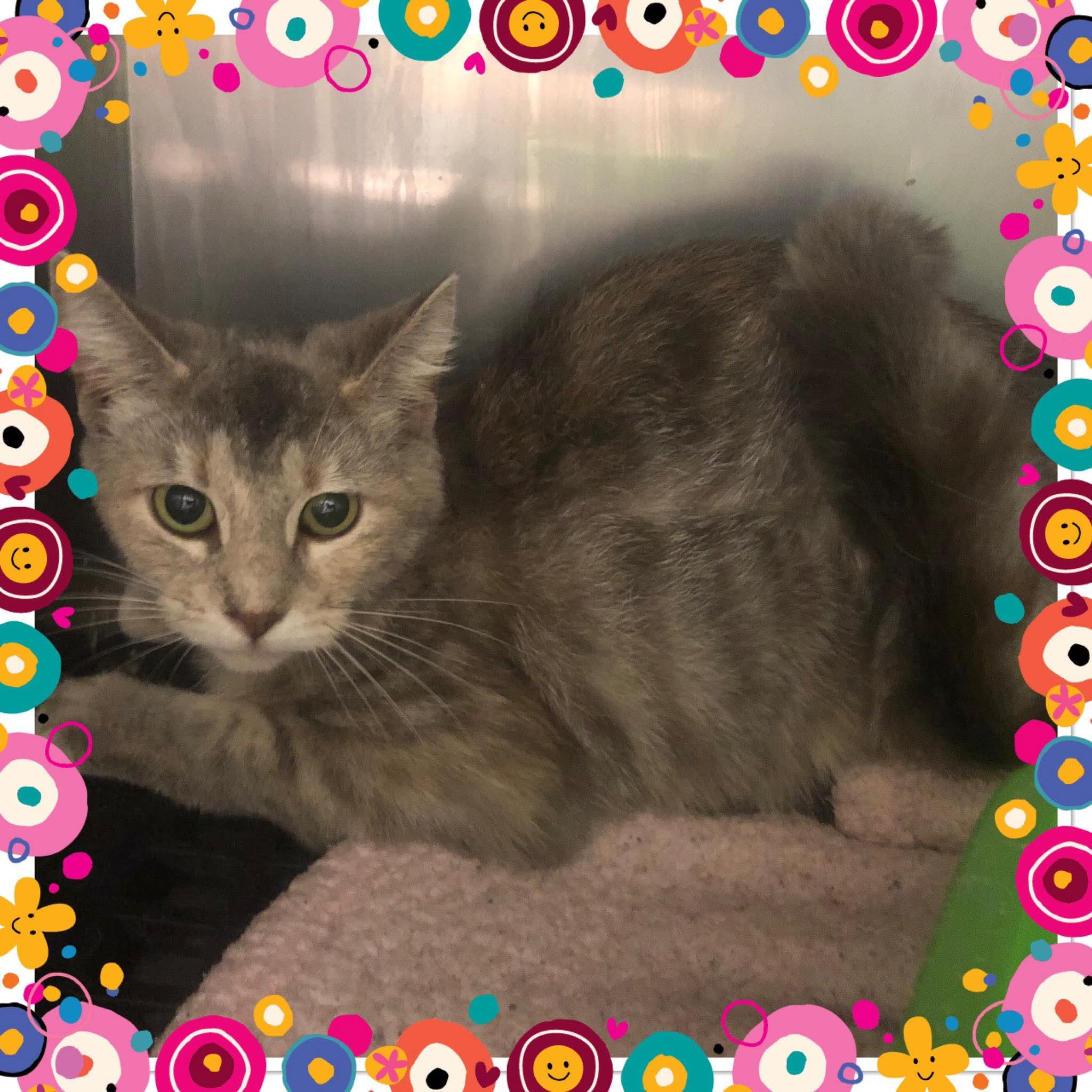 HEAVENLY , ADOPTABLE, Young Female Domestic Short Hair.