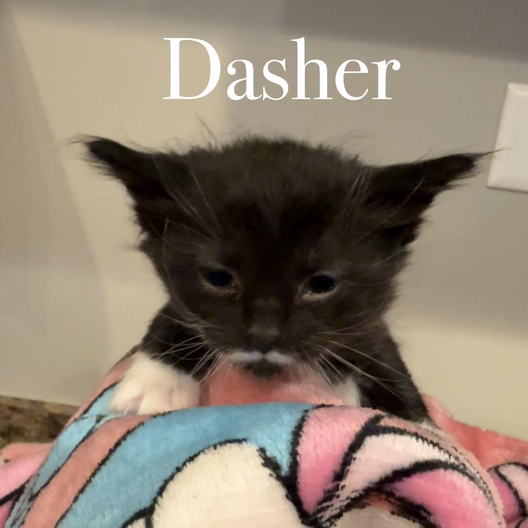 Enlarge Dasher, a Adoptable Domestic Long Hair in Mundelein, IL image 1/1