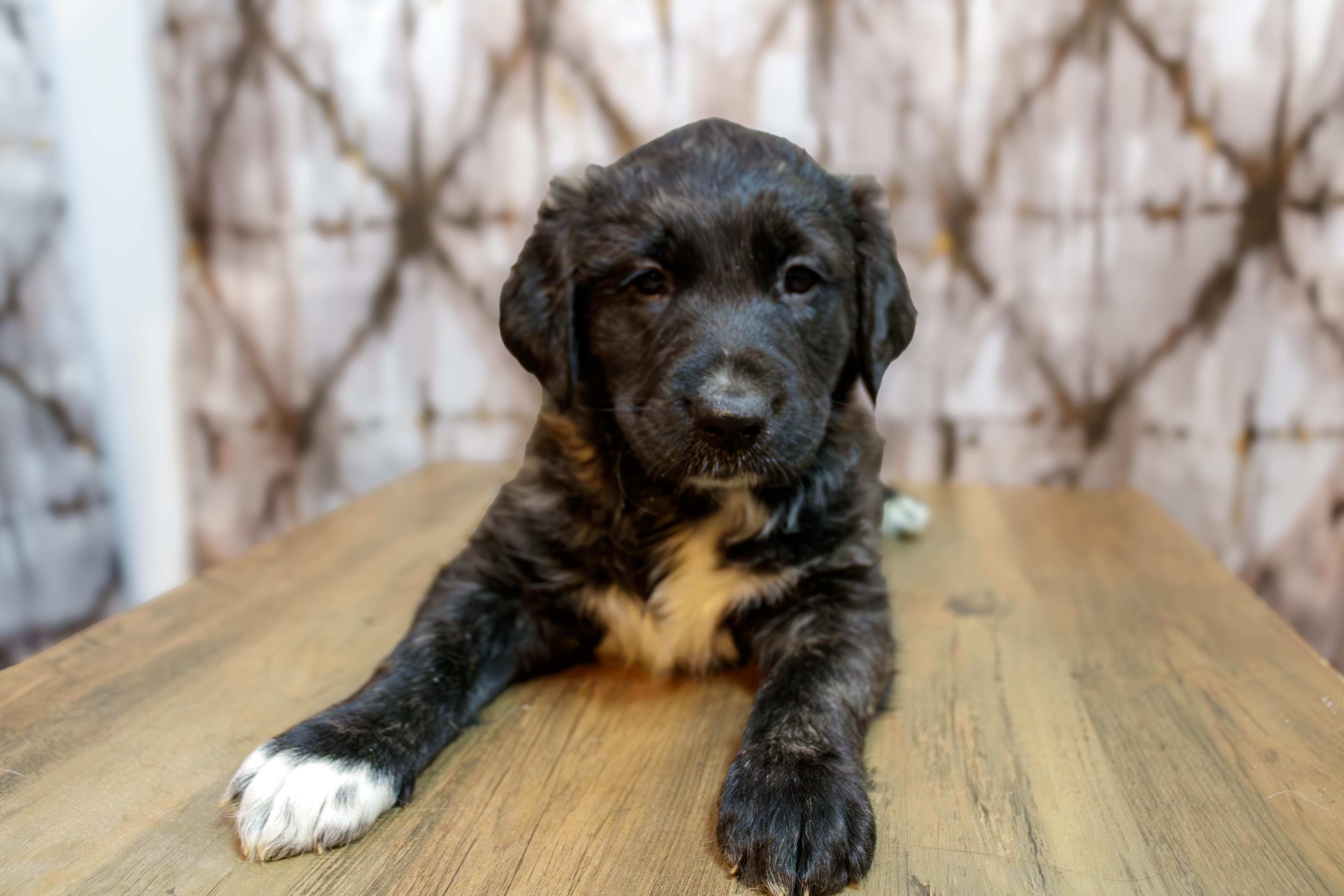 Belinda, Adopted, Adult Female Rottweiler & Australian Shepherd.