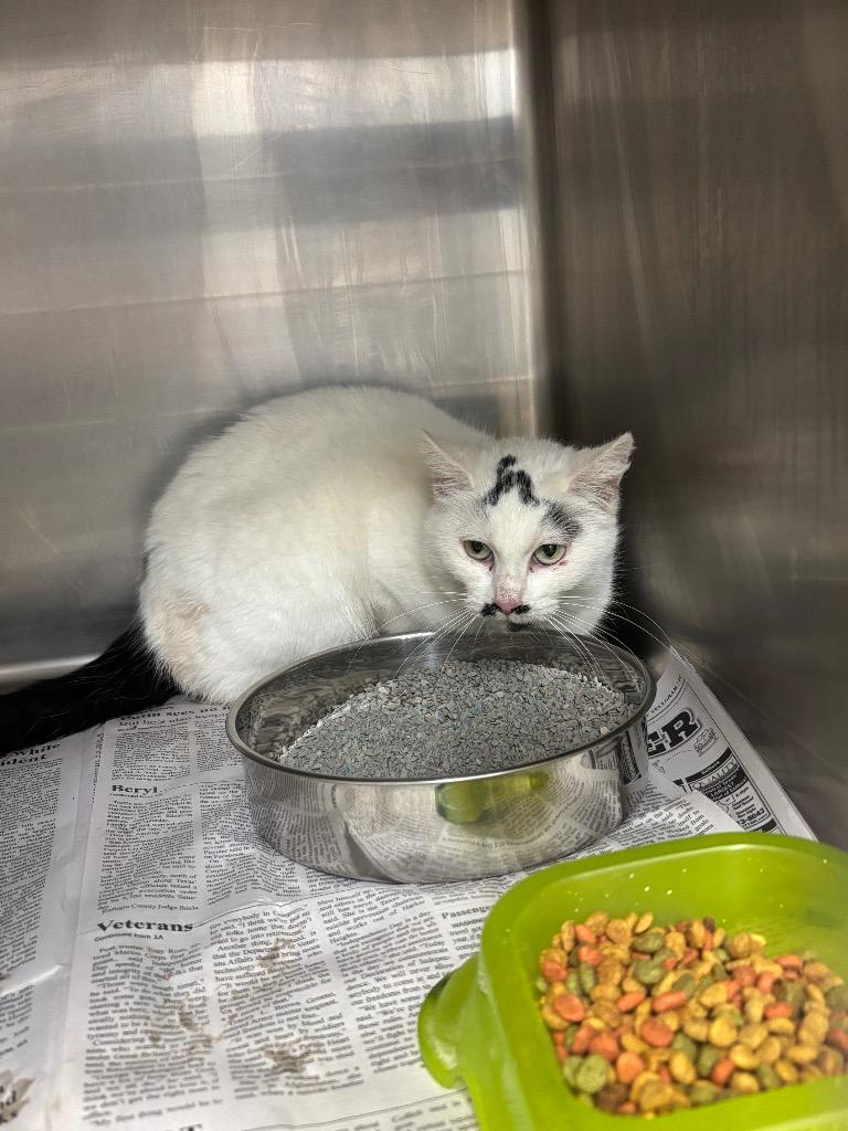 Doug, Adoptable, Adult Male Domestic Short Hair.