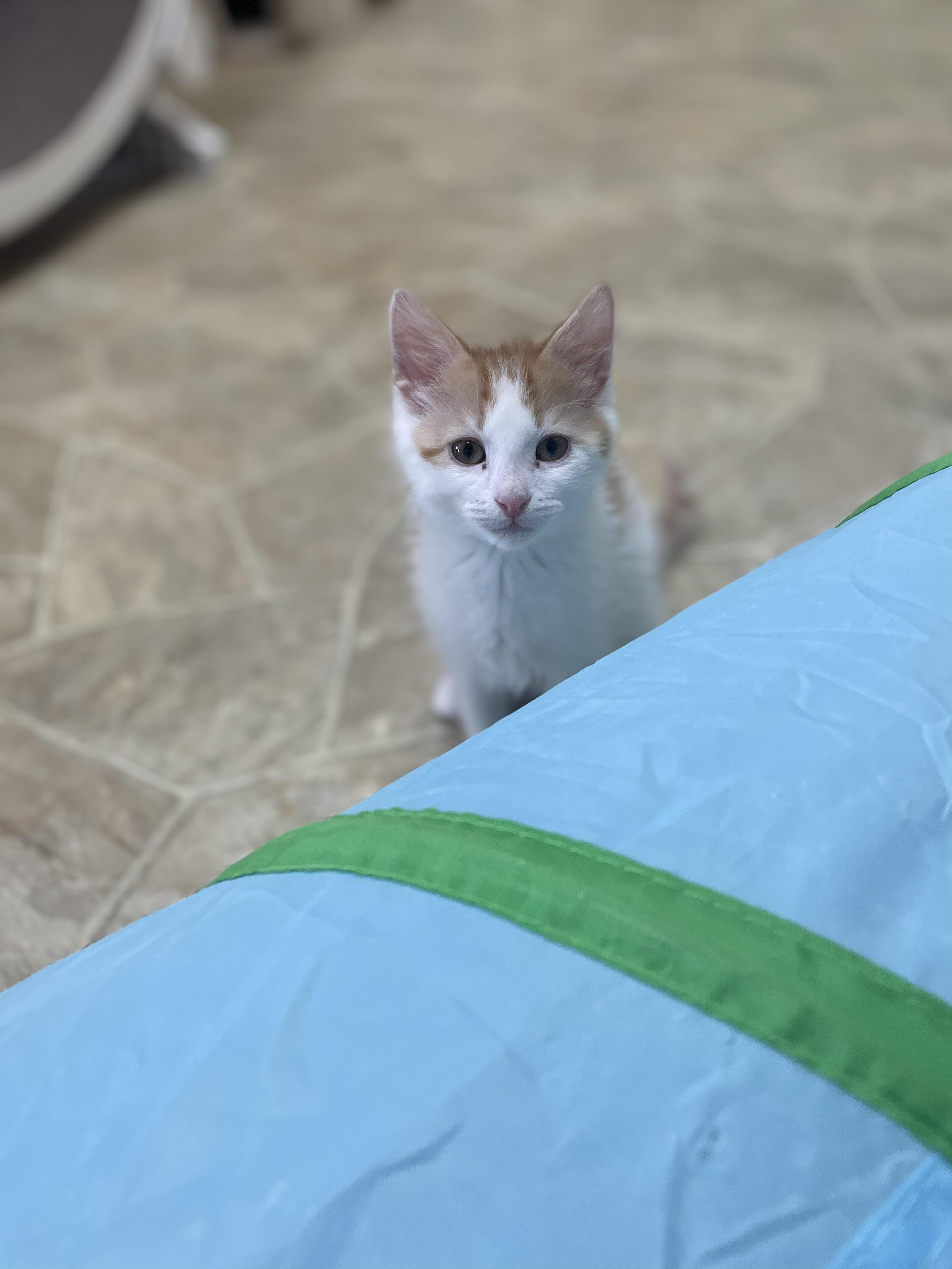 Steve (must be adopted w/littermate), an adopted Domestic Short Hair in Neillsville, WI image 4/4