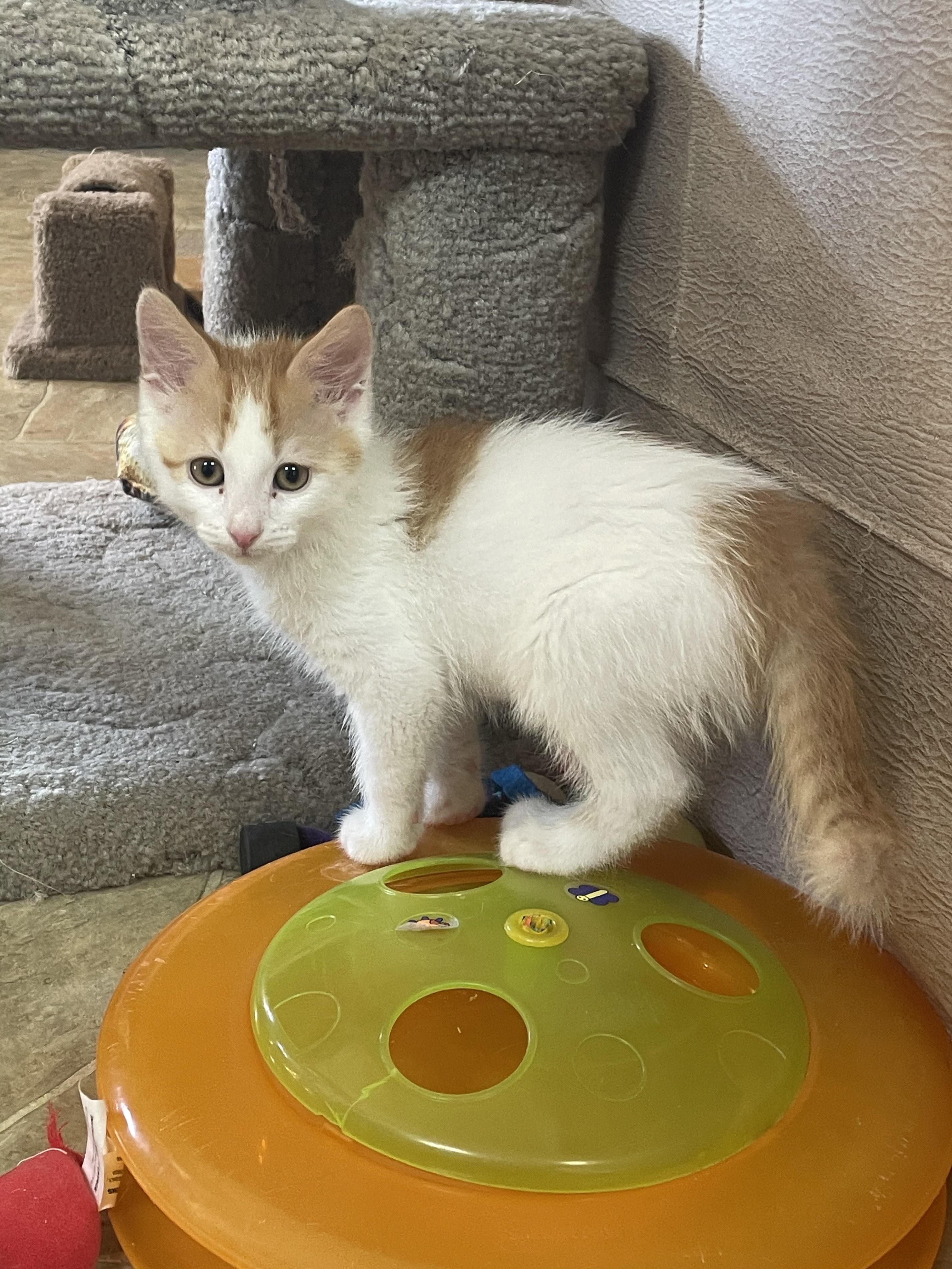 Steve (must be adopted w/littermate), an adopted Domestic Short Hair in Neillsville, WI image 3/4