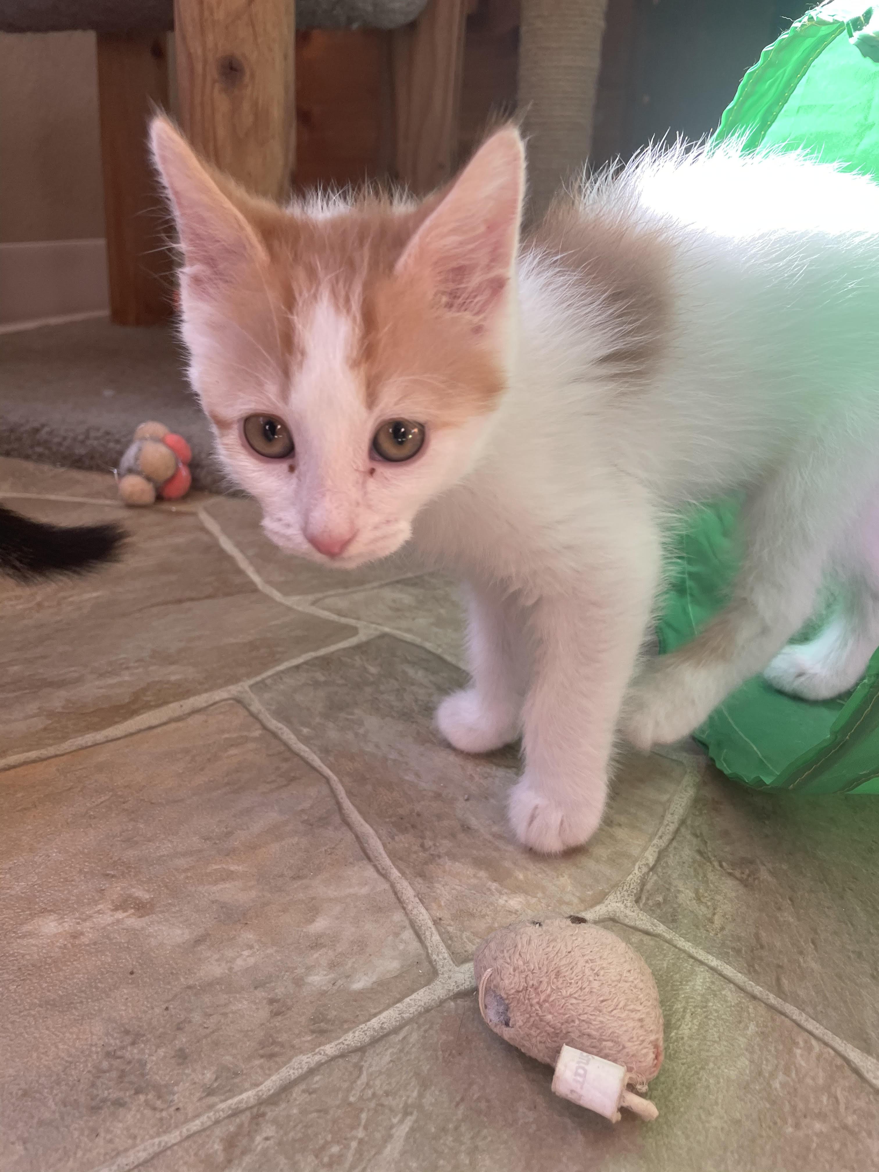 Steve (must be adopted w/littermate), an adopted Domestic Short Hair in Neillsville, WI image 2/4