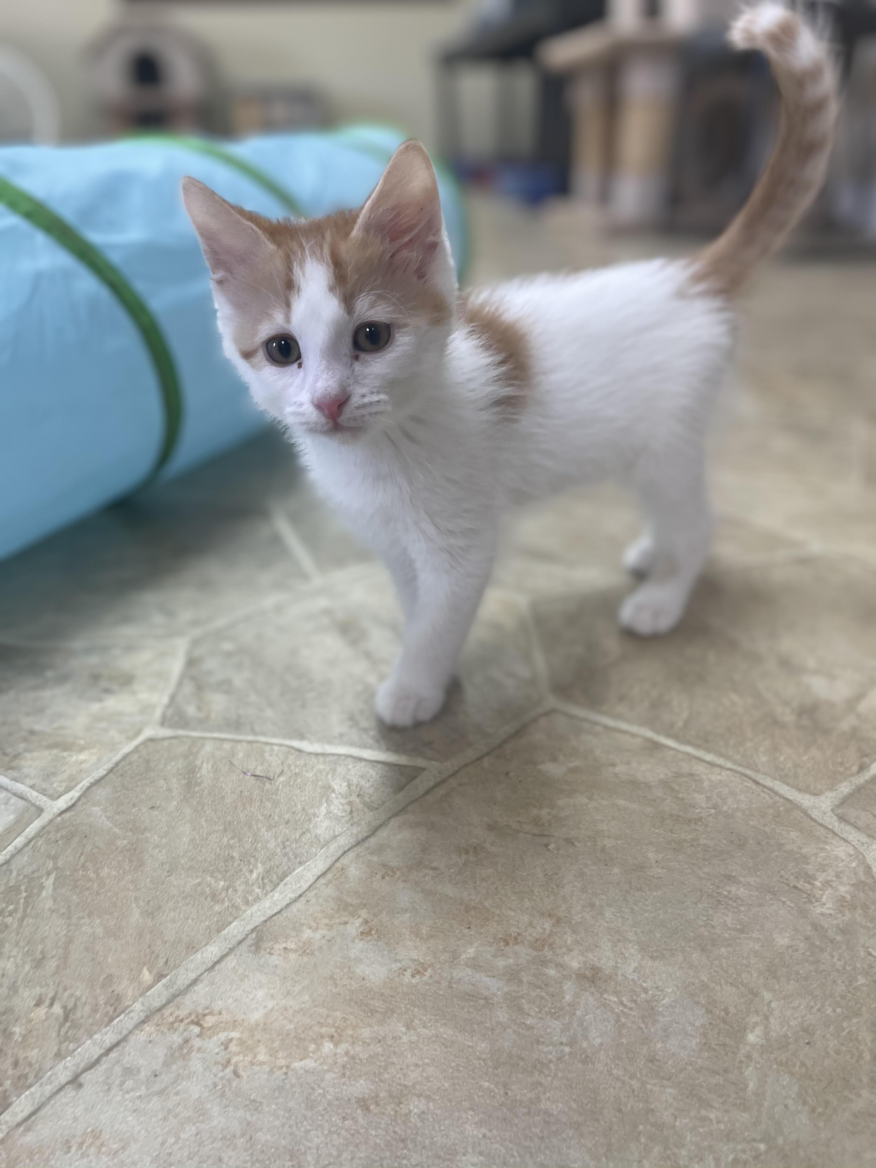 Steve (must be adopted w/littermate), adopted, Kitten Male Domestic Short Hair.