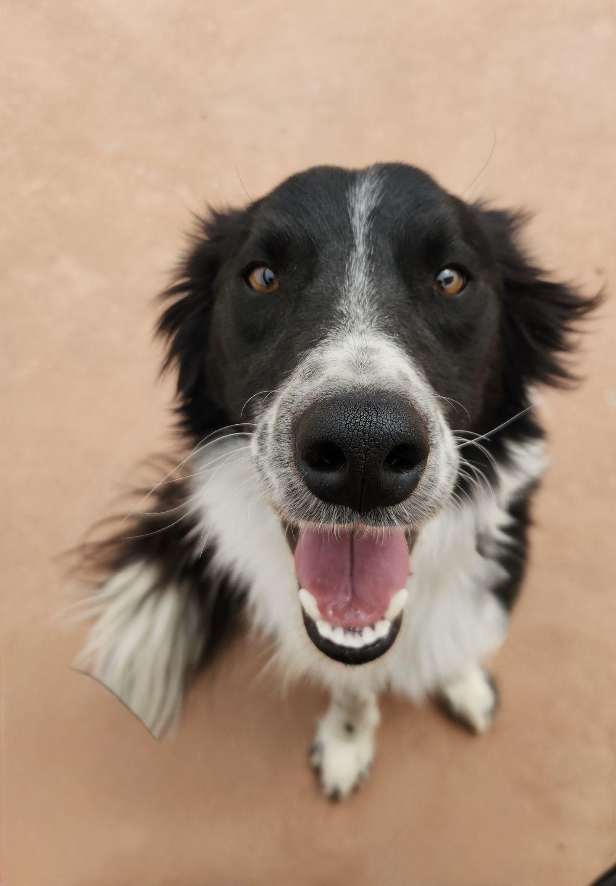 Enlarge Louie, an adopted Border Collie in El Paso, TX image 1/6