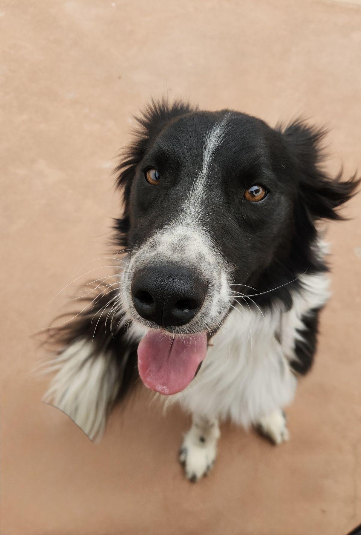 Enlarge Louie, an adopted Border Collie in El Paso, TX image 4/6