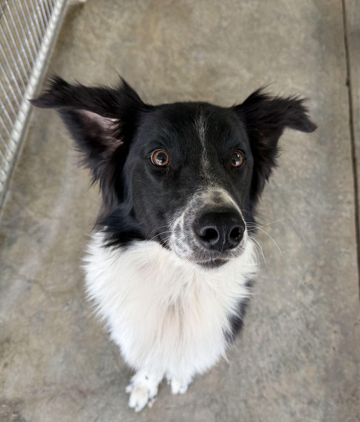Enlarge Louie, an adopted Border Collie in El Paso, TX image 2/6