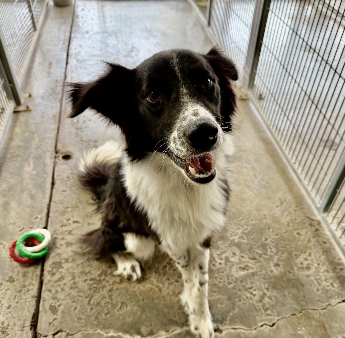Enlarge Louie, an adopted Border Collie in El Paso, TX image 6/6