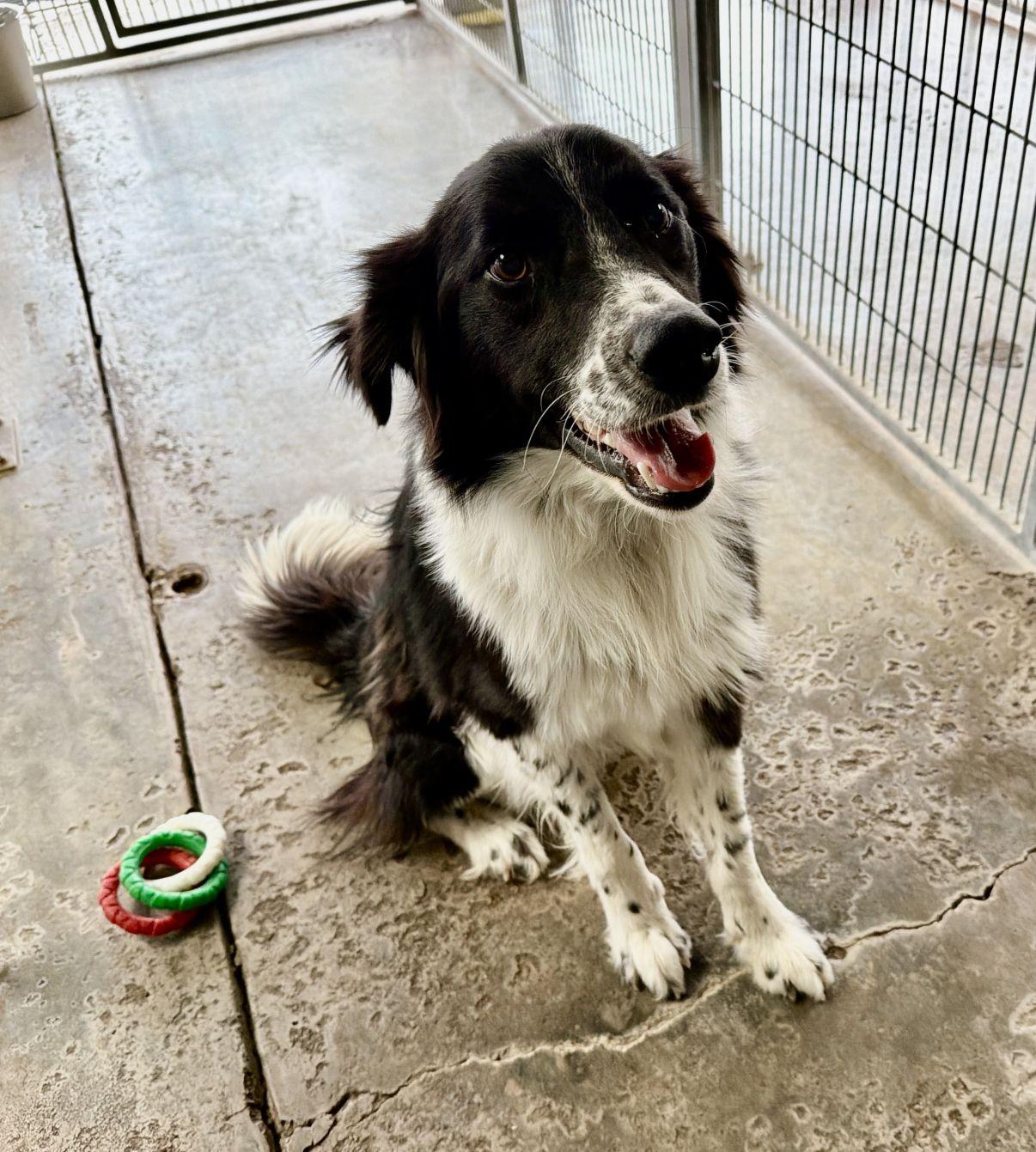 Enlarge Louie, an adopted Border Collie in El Paso, TX image 5/6
