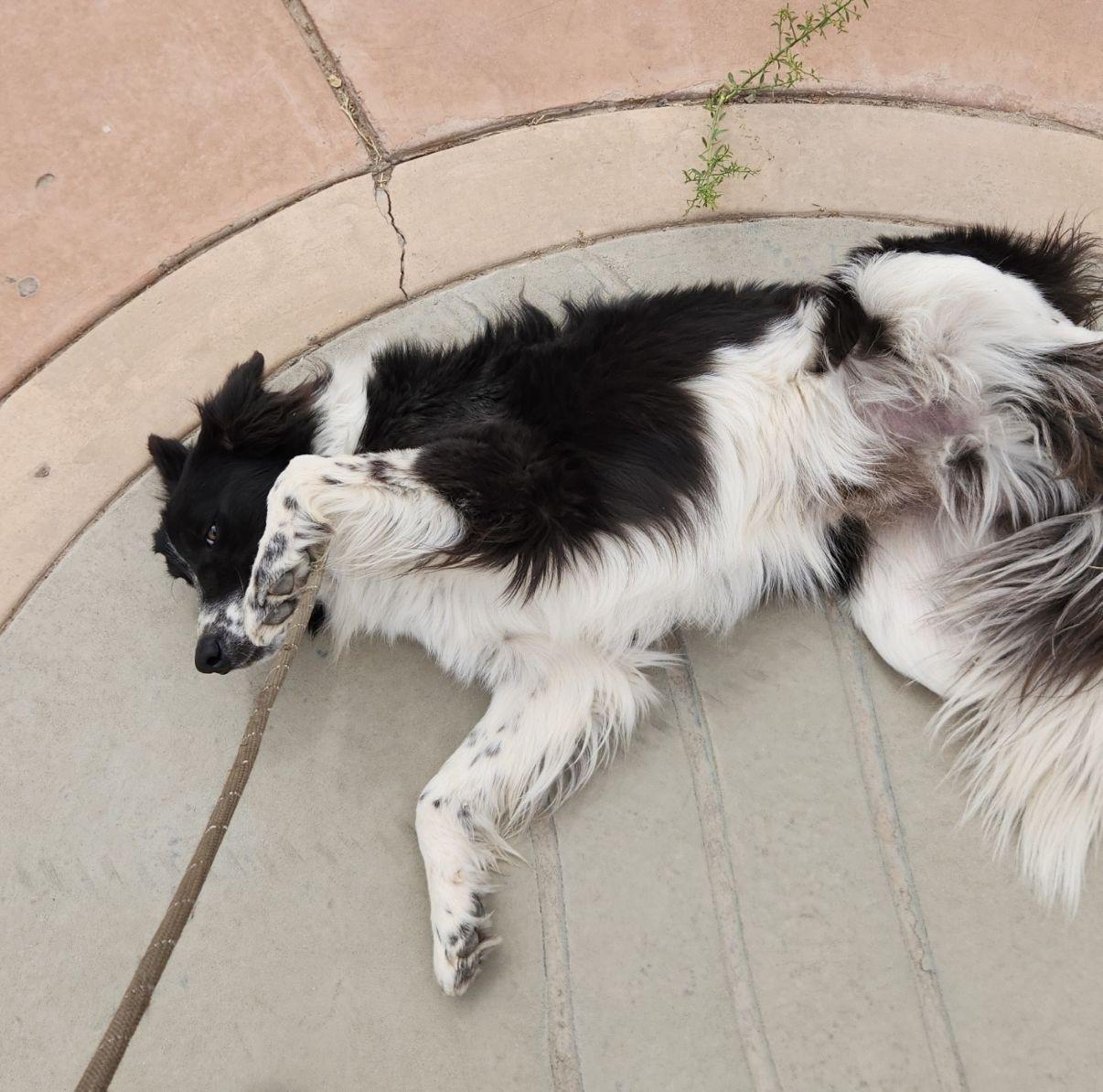 Enlarge Louie, an adopted Border Collie in El Paso, TX image 3/6