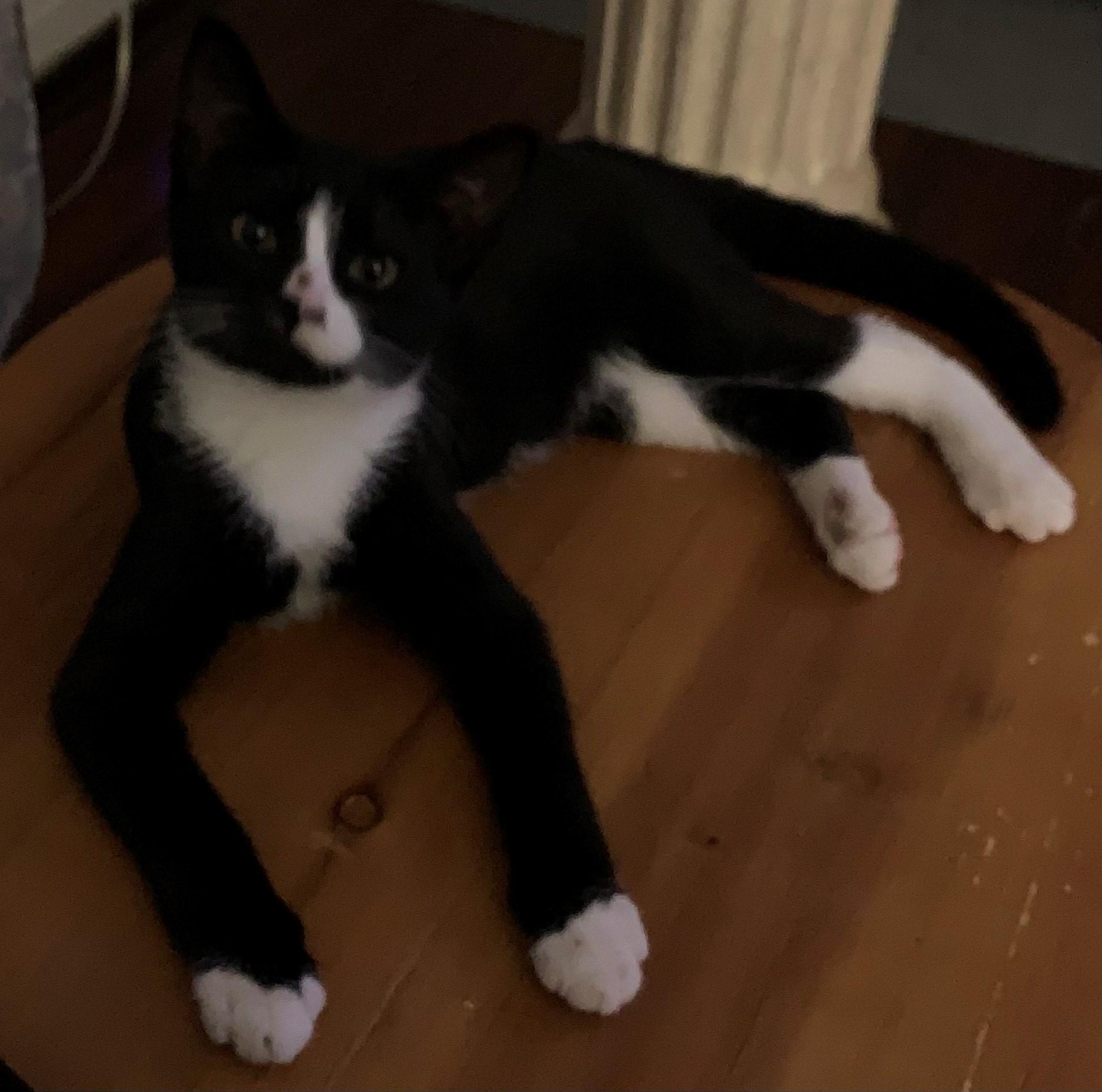 Enlarge Piper, an adopted mixed breed in Dawson, GA image 1/1