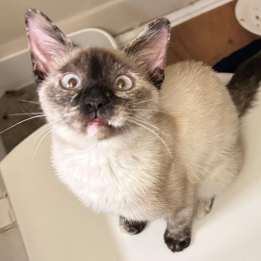 Muffin (Zach Must Approve App), Adoptable, Young Female Siamese.