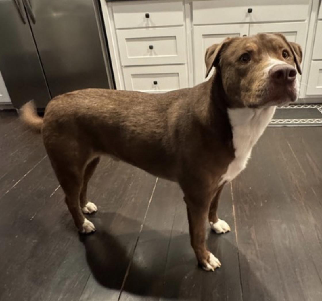 Enlarge Mo, a Adoptable mixed breed in Atlanta, GA image 5/6