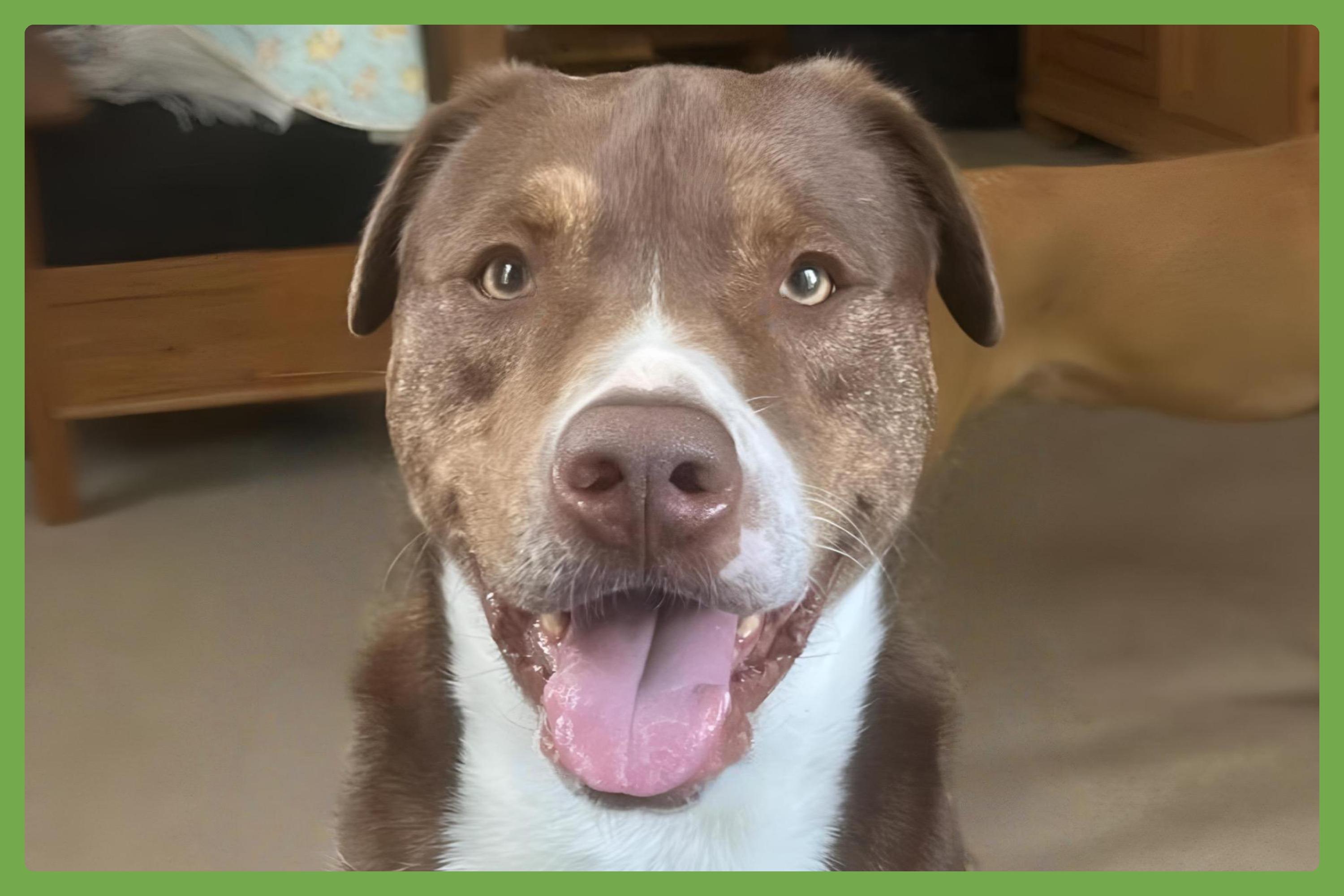 Mo, Adoptable, Adult Male Chesapeake Bay Retriever & Pit Bull Terrier.