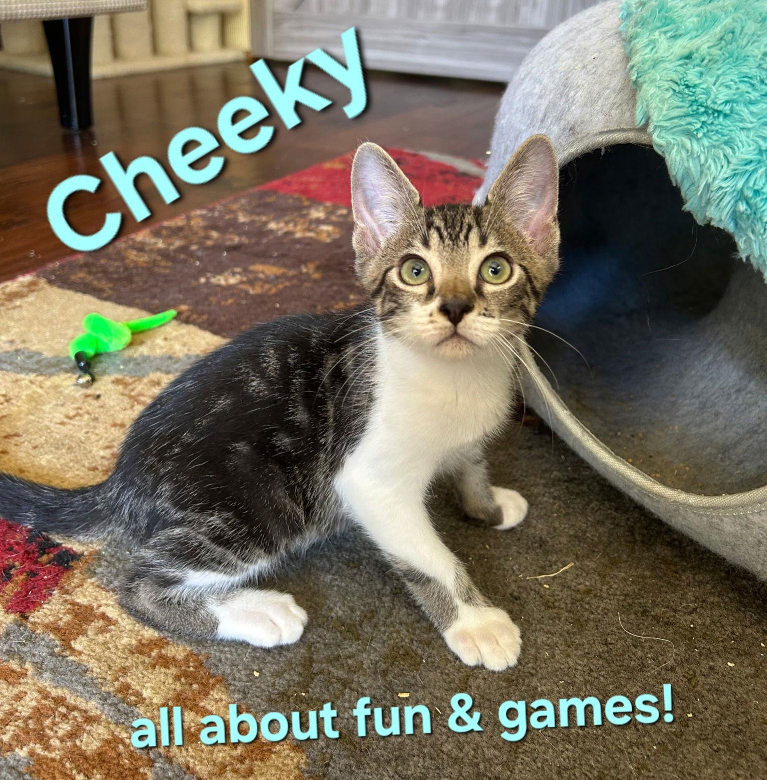 Cheeky, Adoptable, Kitten Male Domestic Short Hair.