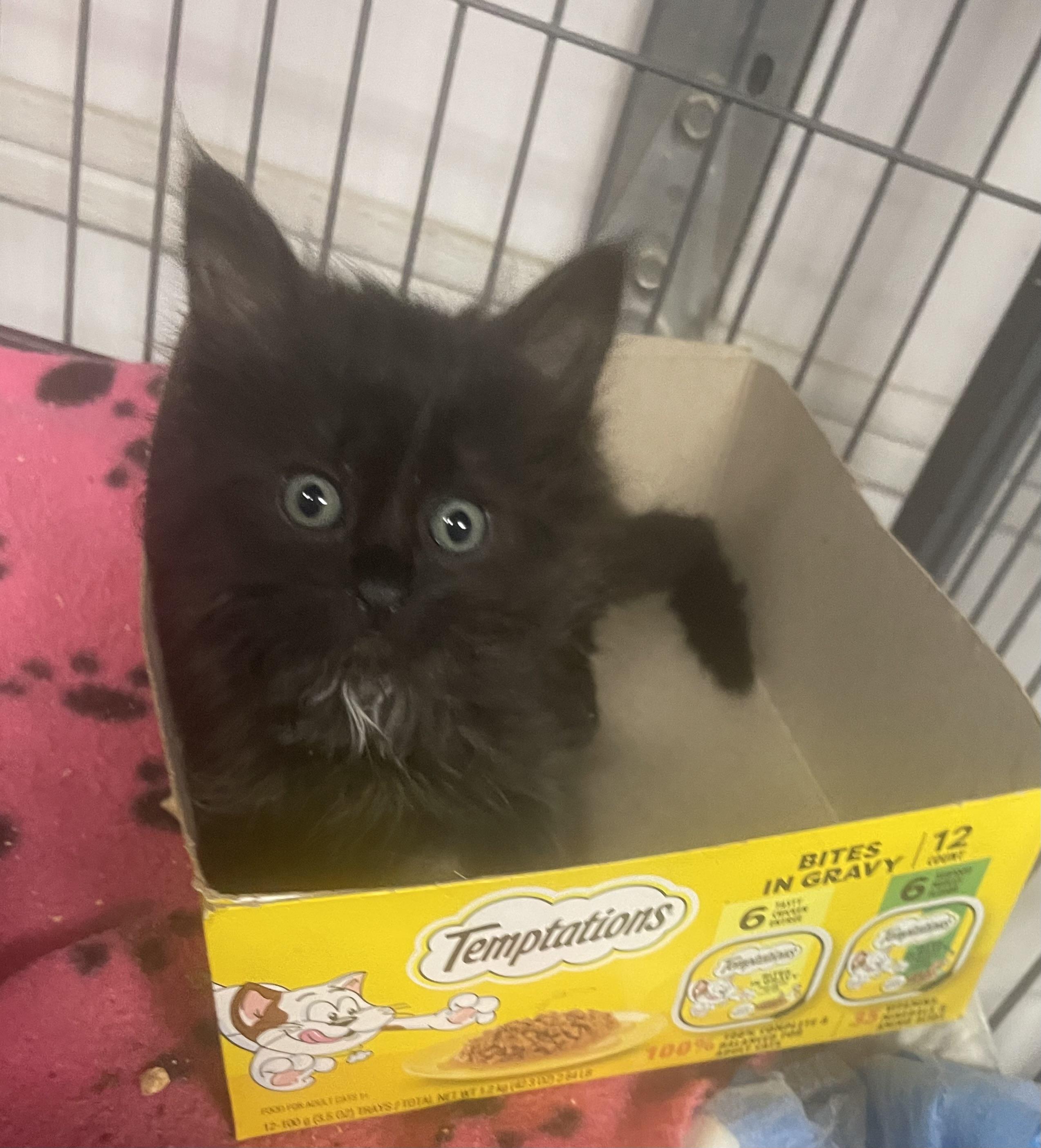 Makita, Adoptable, Kitten Female Domestic Medium Hair.