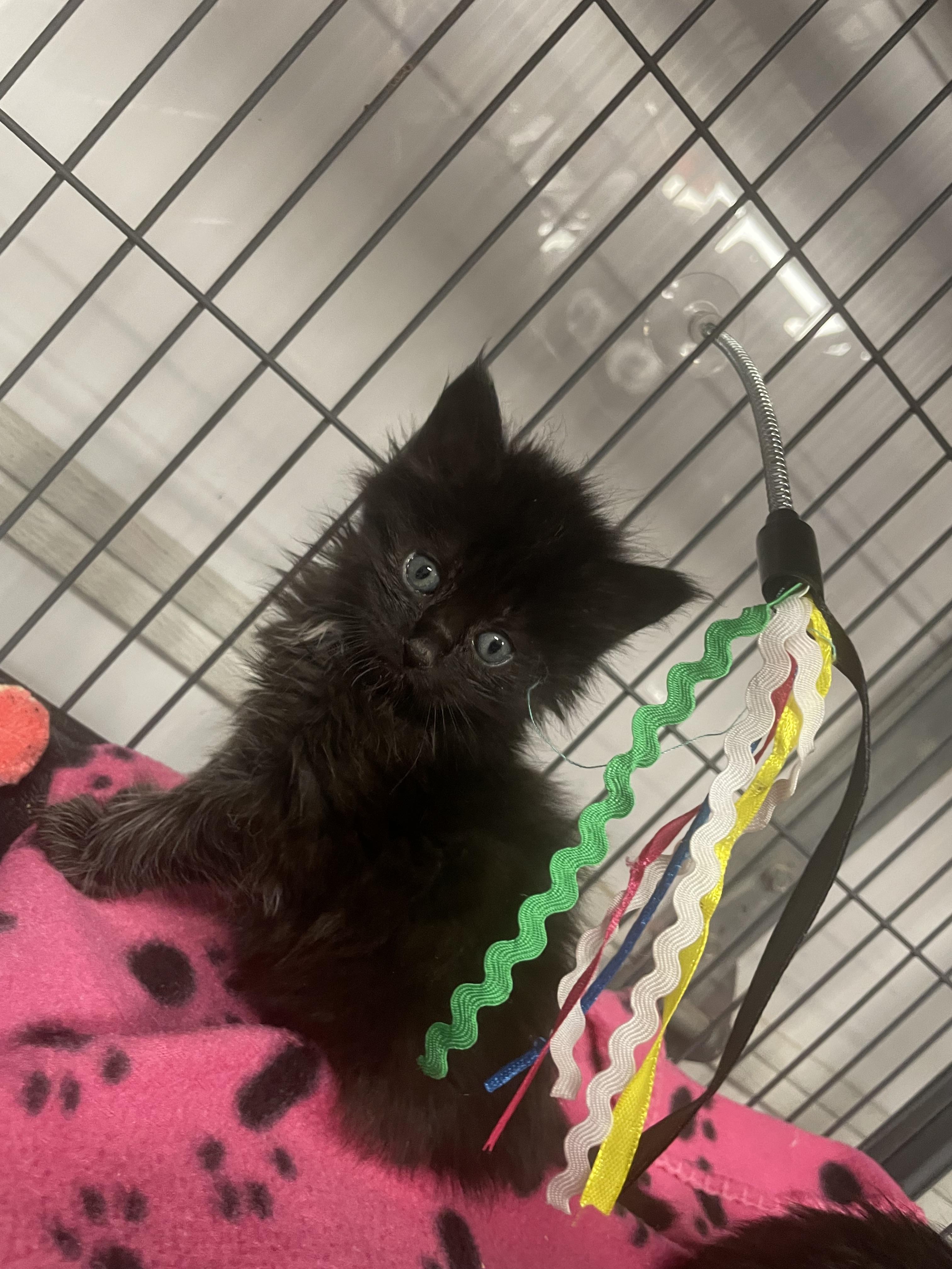 Enlarge Makita, a Adoptable Domestic Medium Hair in Goodlettsville, TN image 2/3