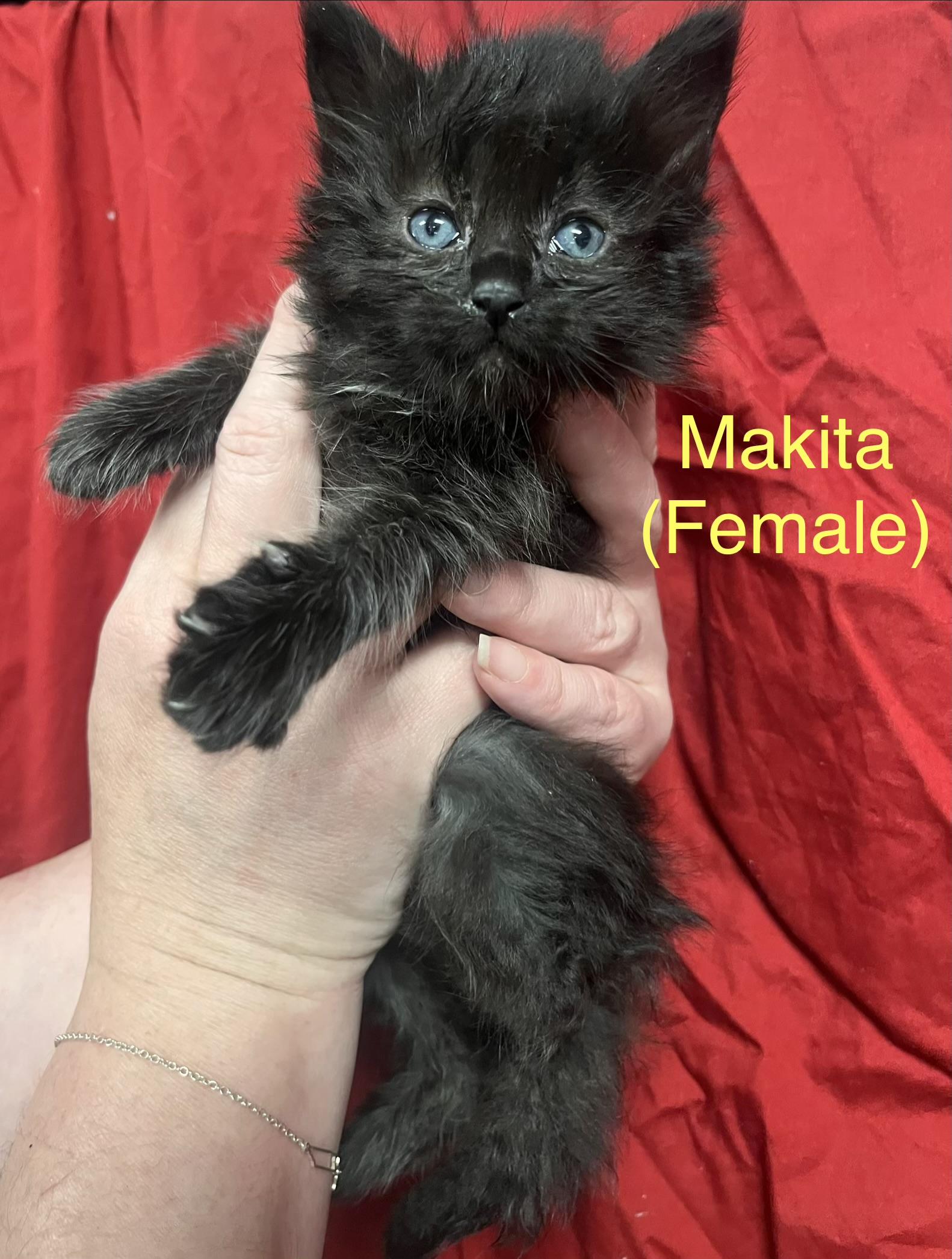 Enlarge Makita, a Adoptable Domestic Medium Hair in Goodlettsville, TN image 3/3