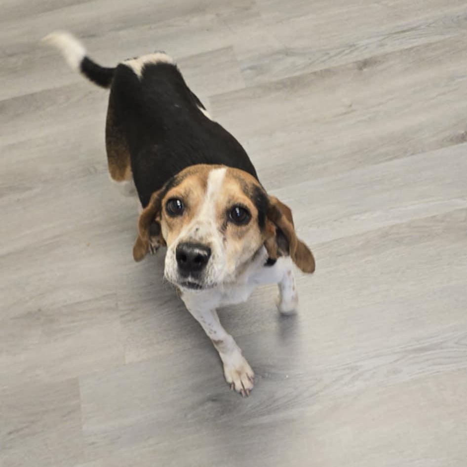 Buttercup, a ADOPTABLE Beagle in Orange, VA image 2/2