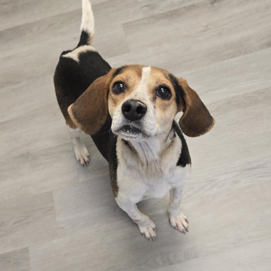 Buttercup, a ADOPTABLE Beagle in Orange, VA image 1/2