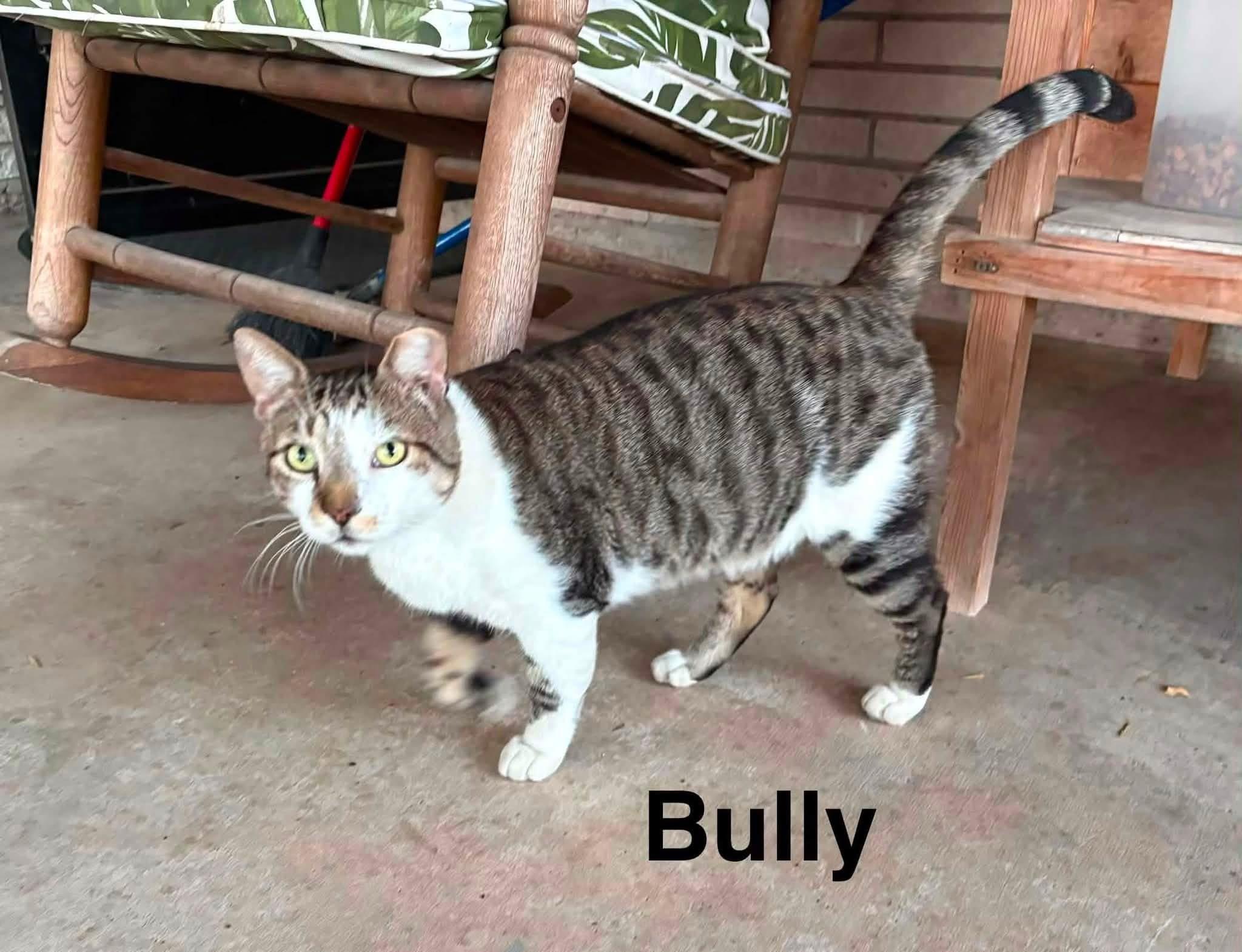Enlarge Bug, a ADOPTABLE Domestic Short Hair in Mount Pleasant, TX image 1/1