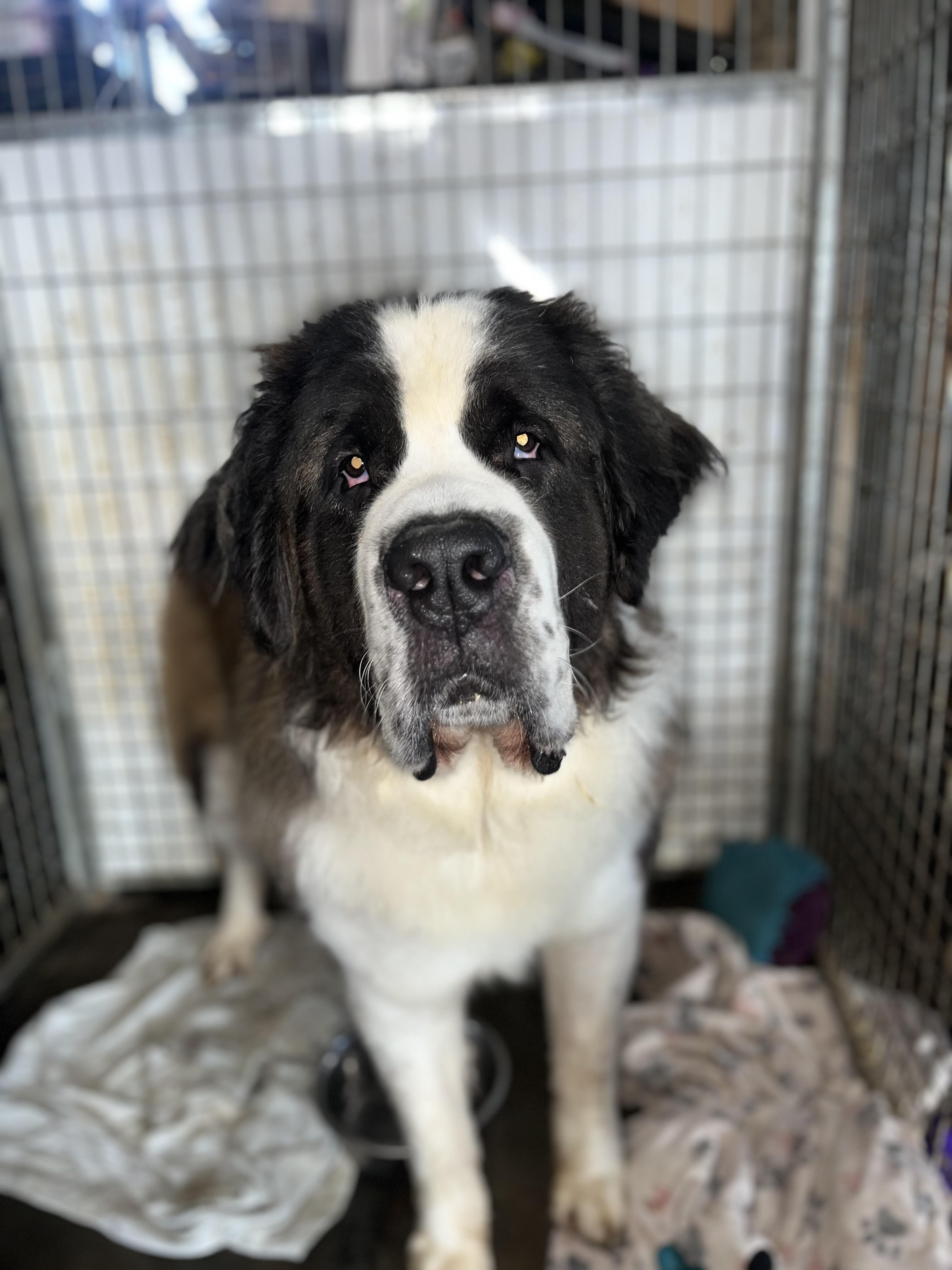 Enlarge Riggs, a Adopted Saint Bernard in Snover, MI image 1/1