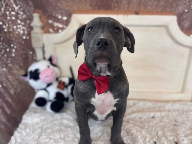 PAPAYA, Adoptable, Puppy Female Pit Bull Terrier & Mixed Breed.