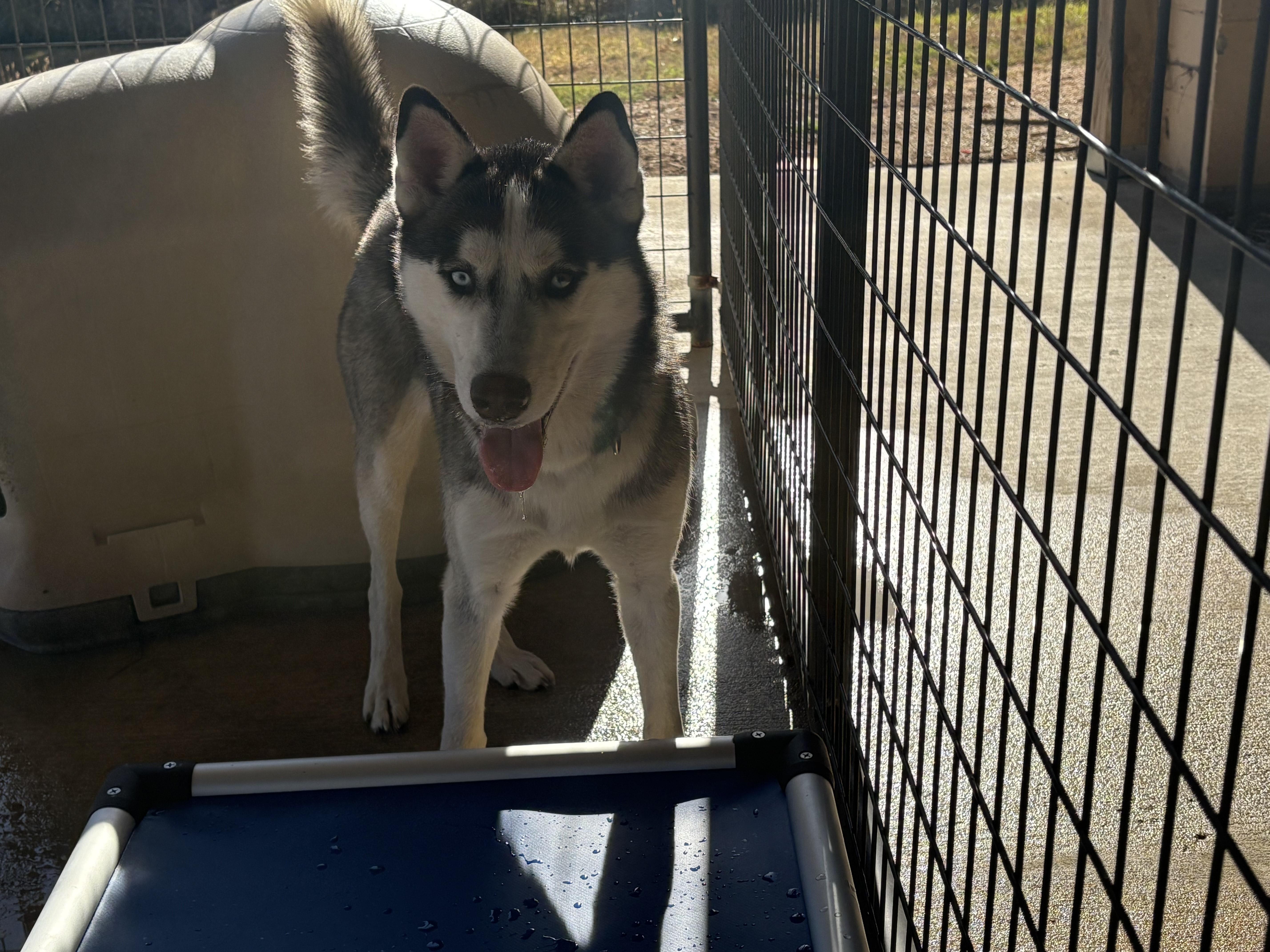 TOBI, adopted, Young Male Siberian Husky.