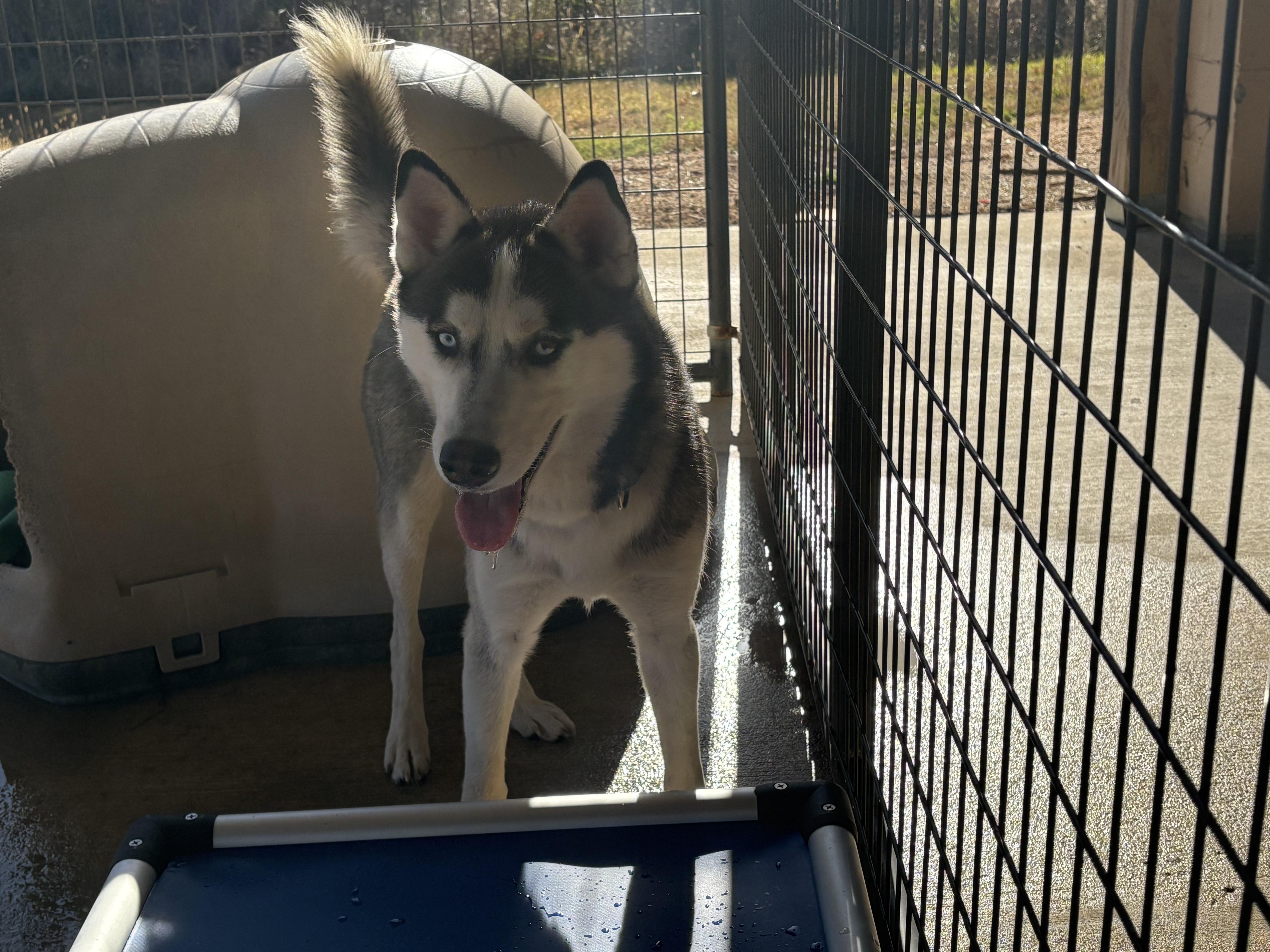 TOBI, an adopted Siberian Husky in Newborn, GA image 2/3