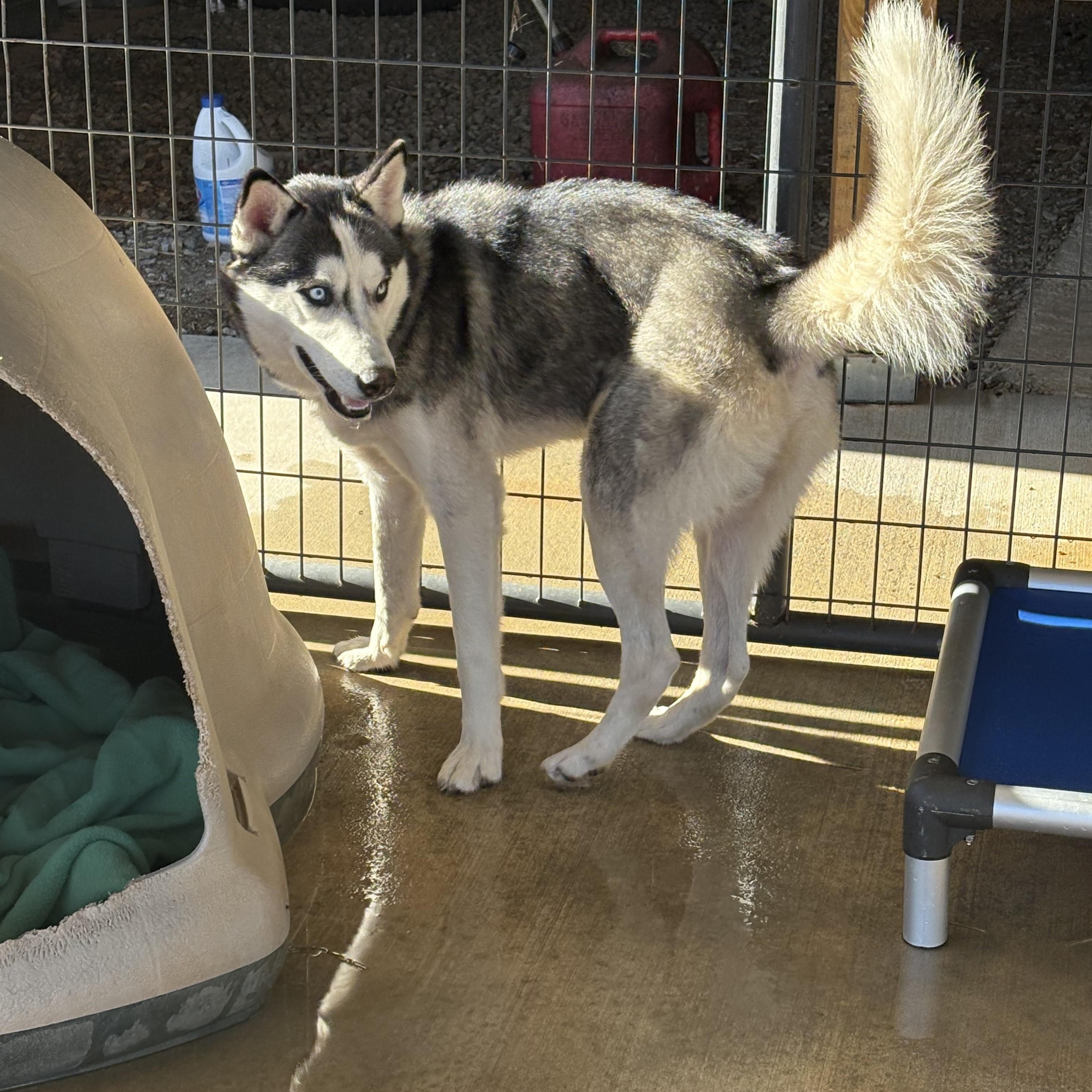 TOBI, an adopted Siberian Husky in Newborn, GA image 3/3