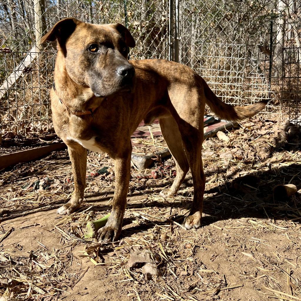 Damon, a Adoptable Plott Hound in Blairsville, GA image 1/6