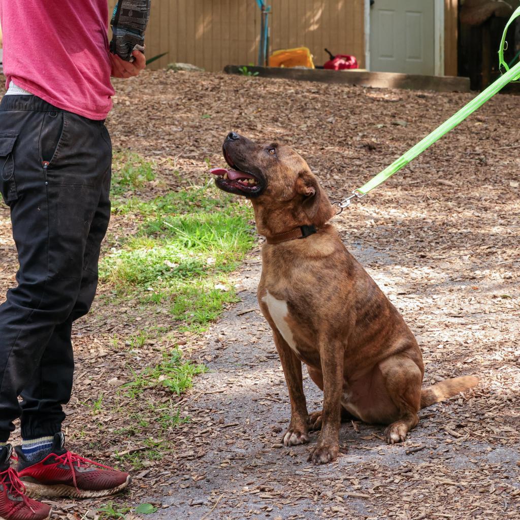 Damon, a Adoptable Plott Hound in Blairsville, GA image 2/6