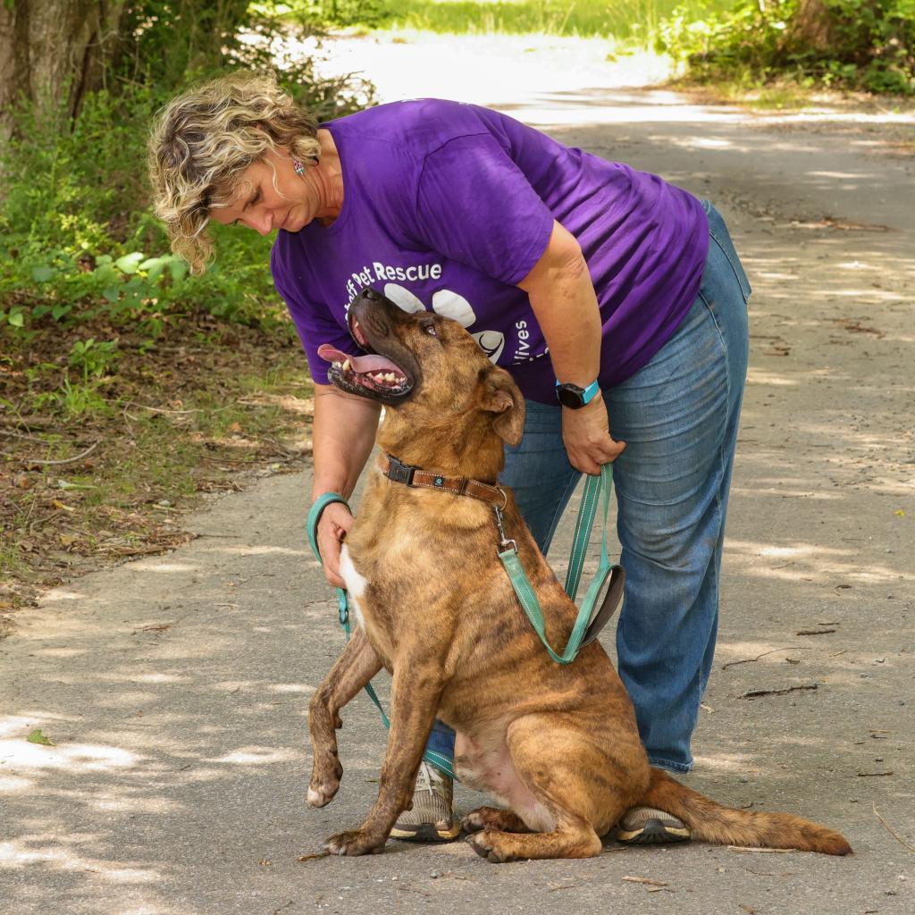 Damon, a Adoptable Plott Hound in Blairsville, GA image 3/6