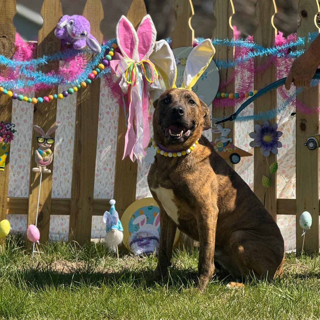 Enlarge Damon, a Adoptable Plott Hound in Blairsville, GA image 4/6